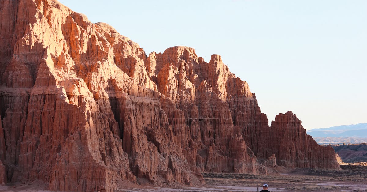 Best Plants for Shady Gardens