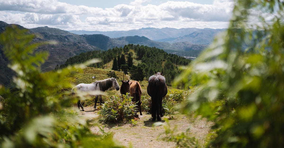 Choosing the Right Patio Material for Your Outdoor Living Space