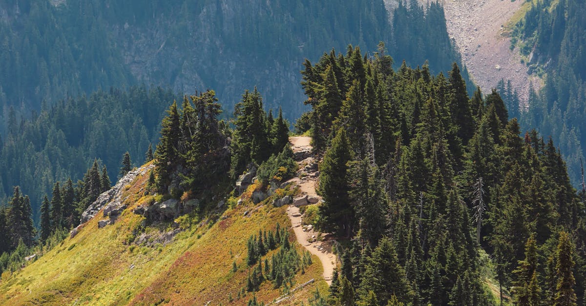 Designing a Low-Water-Usage Landscape