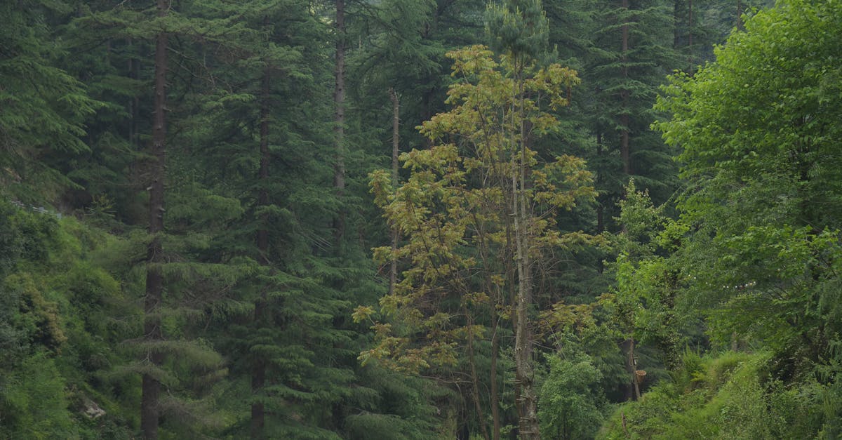 Drought-Tolerant Plants for Landscaping