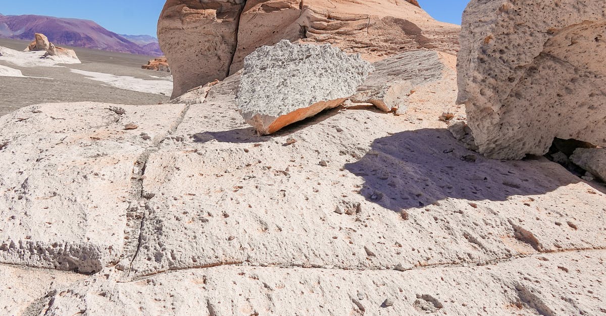 Evergreen Trees for Year-Round Interest