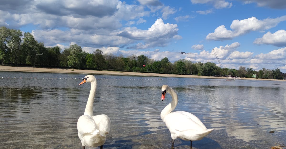Incorporating Greenery and Plants into Your Patio Design