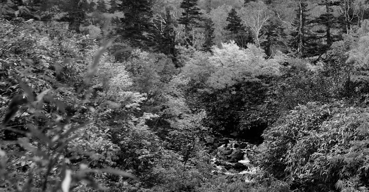 Incorporating Water Features into Deck Design