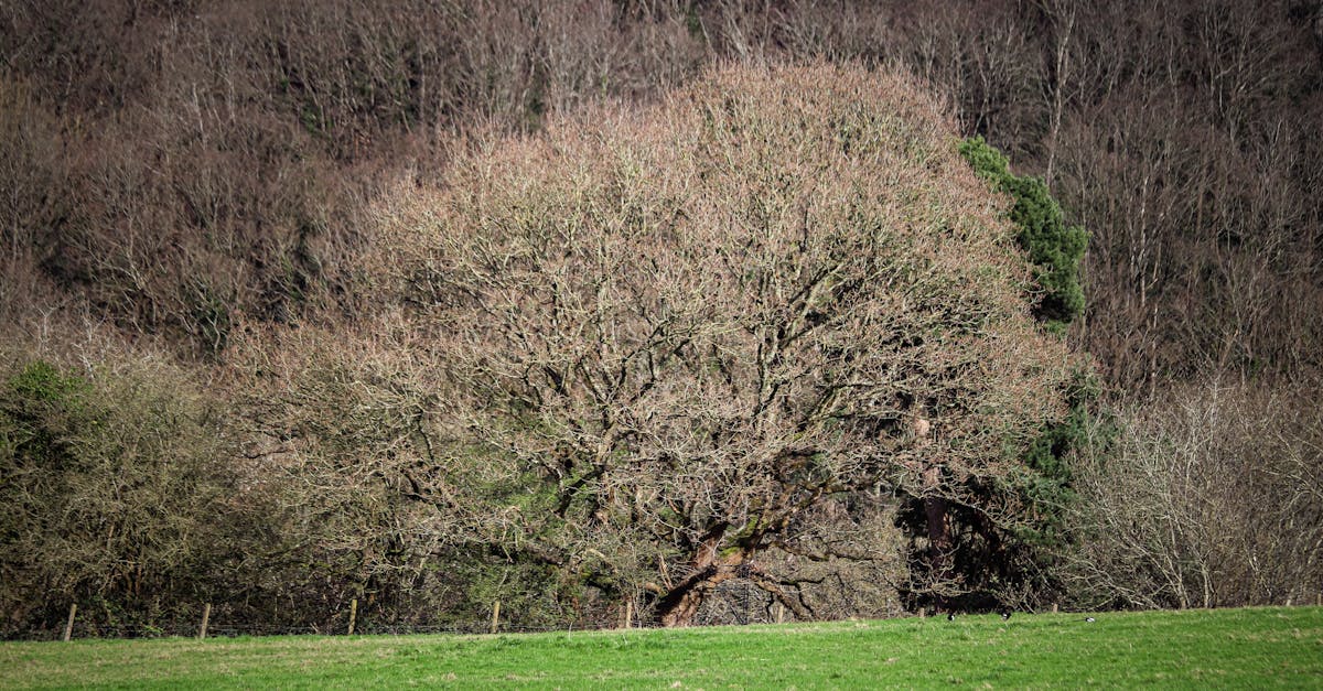 Materials and Elements for Hardscape Design