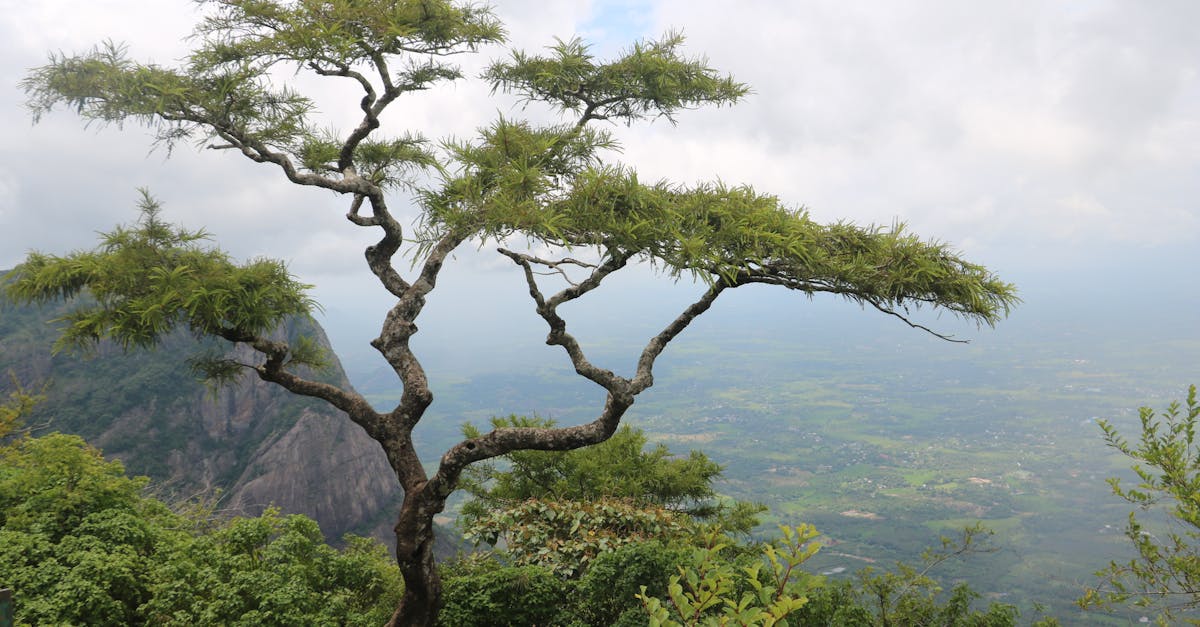 Maximizing Comfort in Your Outdoor Kitchen Design