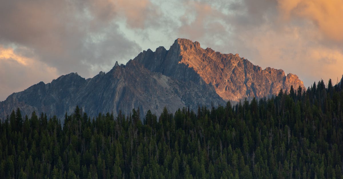 Organic Pest Control in Garden Design