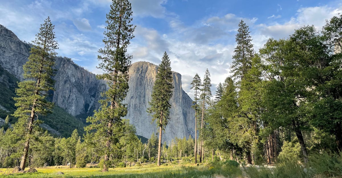 Sustainable Landscape Maintenance